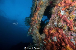 This was taken in Tulamben in the USAT Liberty ship wreck. by Hani Omar 